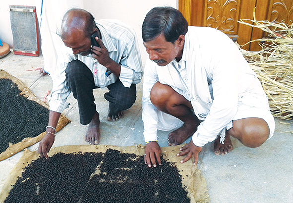 Hampayya Sadiri (right), a farmer from Allipur village in Karnataka’s Yadgir district, examines his produce
