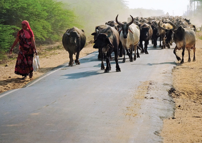 The dairy business is a dependable alternative for coastal Gujarat’s farmers 
