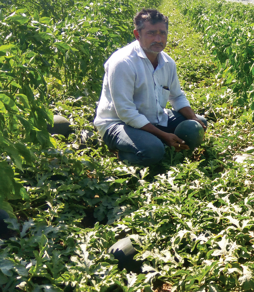 A farmer with his watermelon crop in Royal village in Bhavnagar district