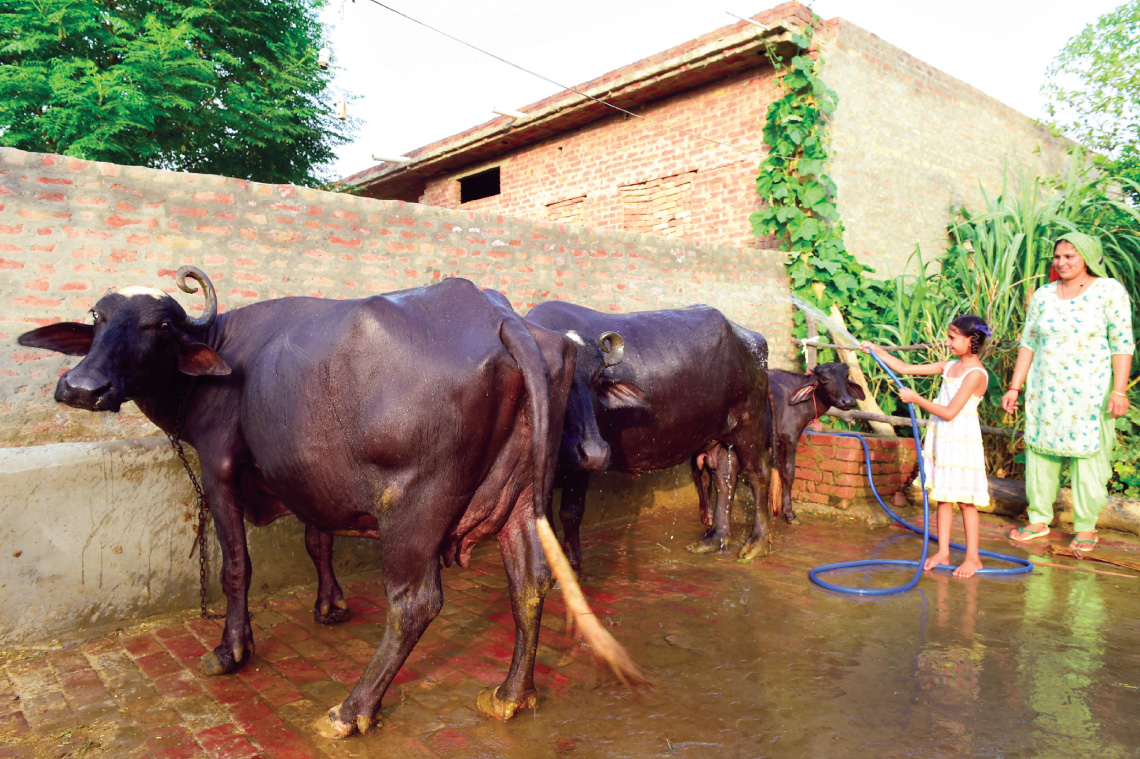 tata dairy mission initiative