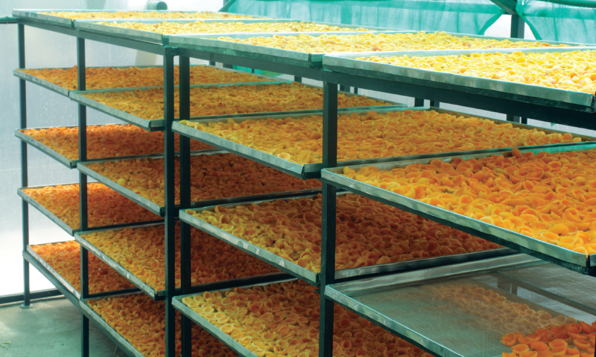 Apricots being dried in a solar dryer