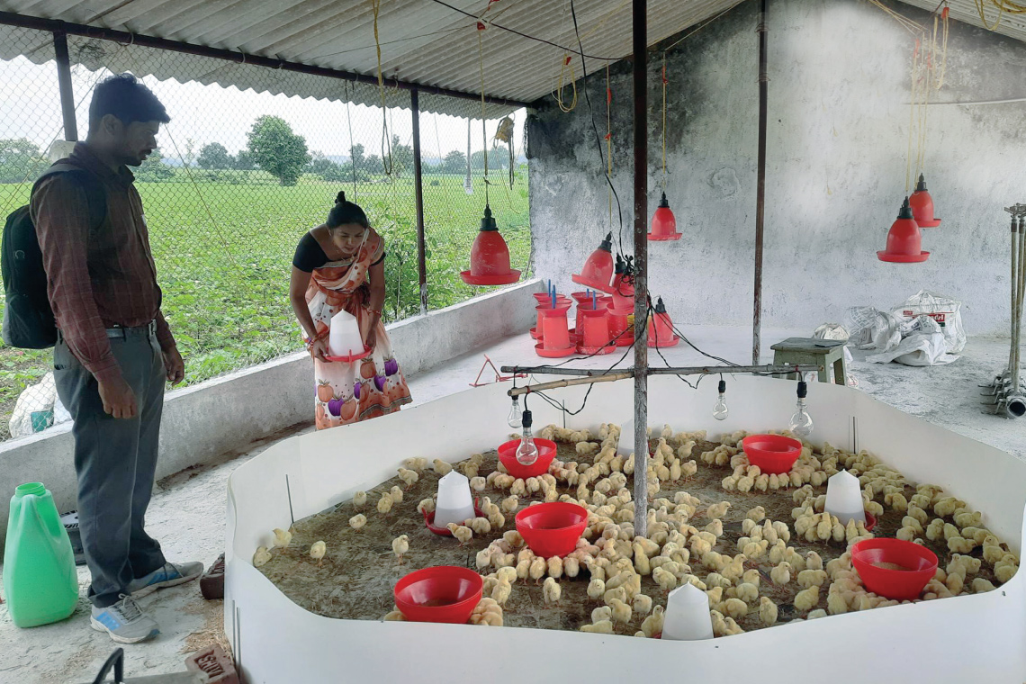 A project staff member tends to the chicks at the shed of a beneficiary in Daheli village in Yavatmal district
