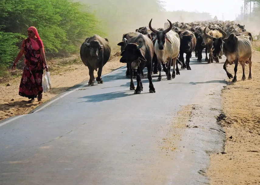 The dairy business is a dependable alternative for coastal Gujarat’s farmers 