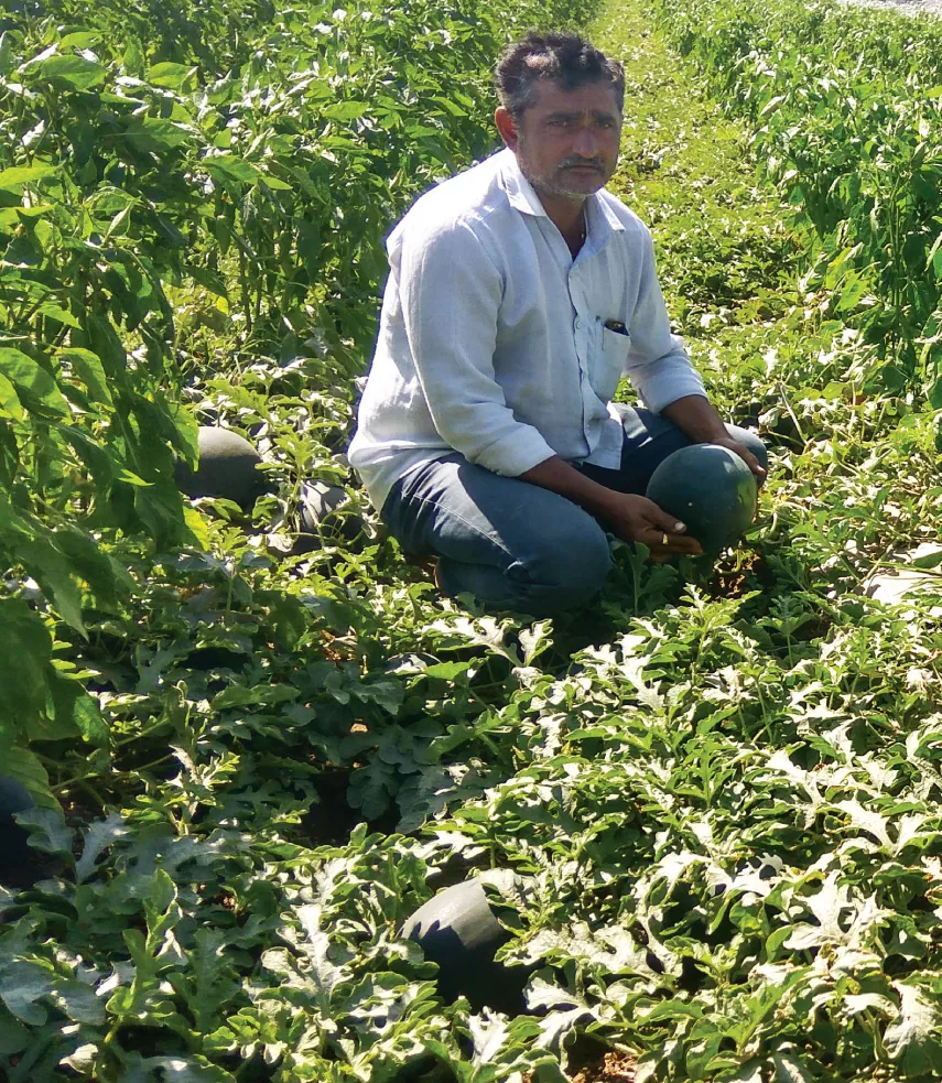 A farmer with his watermelon crop in Royal village in Bhavnagar district