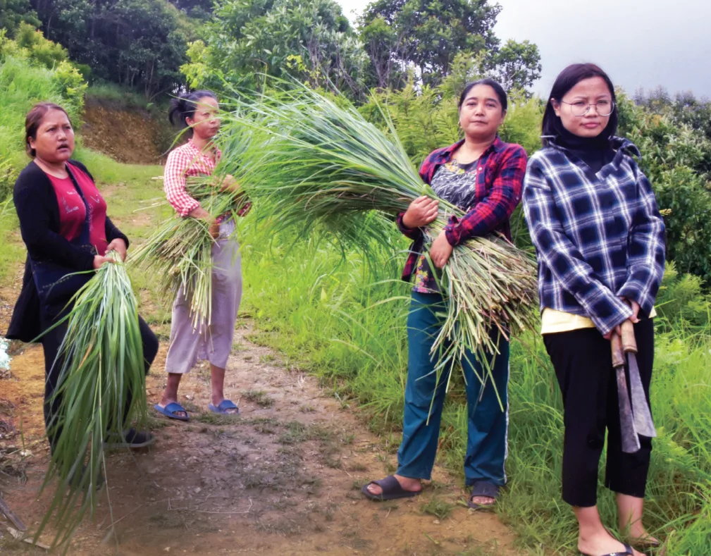 Farmers from Leilet Kam village in Serchhip collect lemongrass