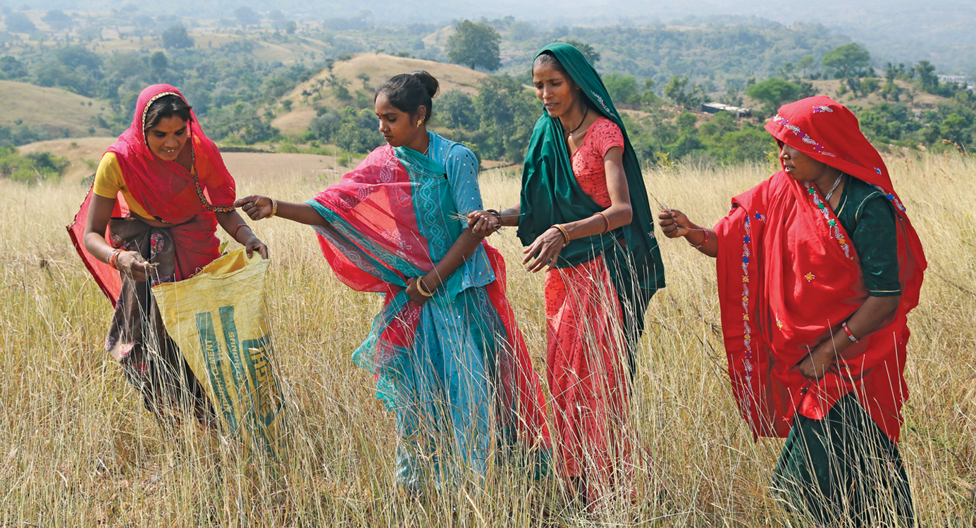 A group of women — they were trained for the task — collect grass seeds in Reechwara village in Udaipur district