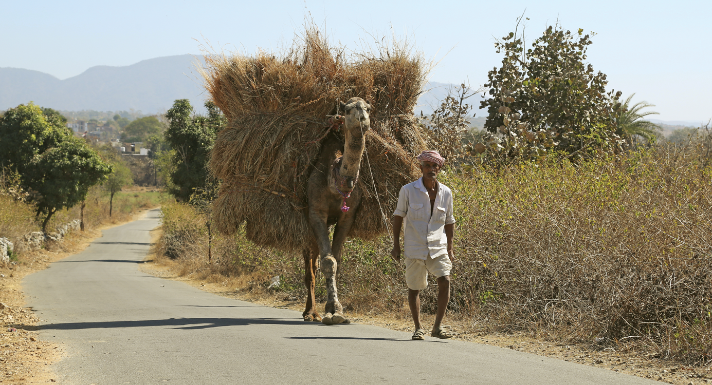 Fodder being transported on camel back near Kanji ka Gura village in Udaipur district