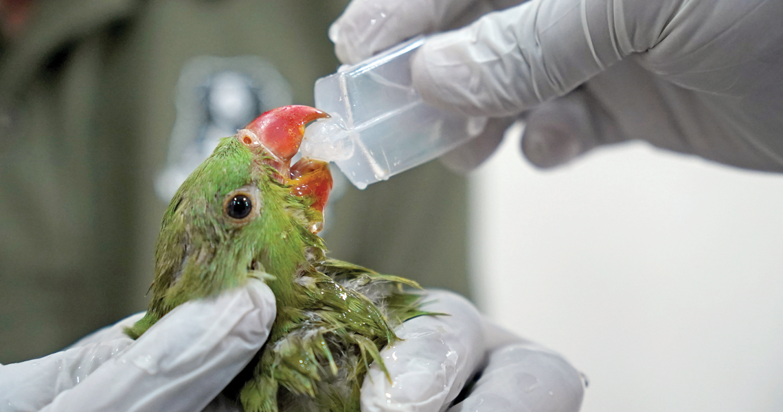A parakeet affected by heat stress in Delhi this year gets treated