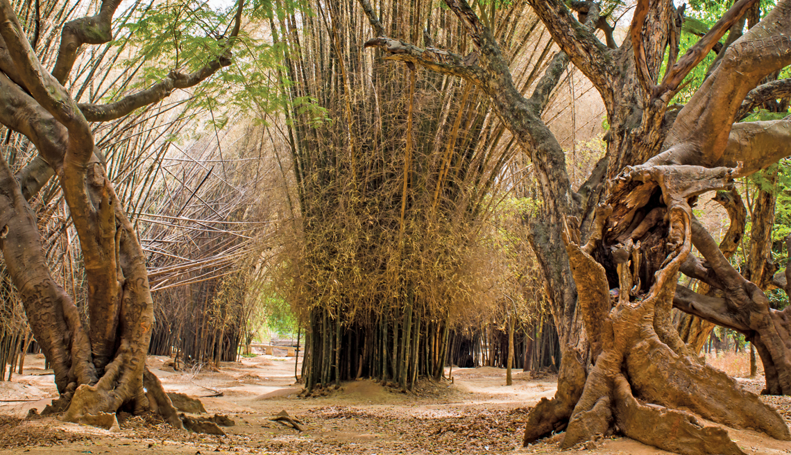 TA bamboo grove in Bengaluru’s Cubbon Park, the green lung of the city