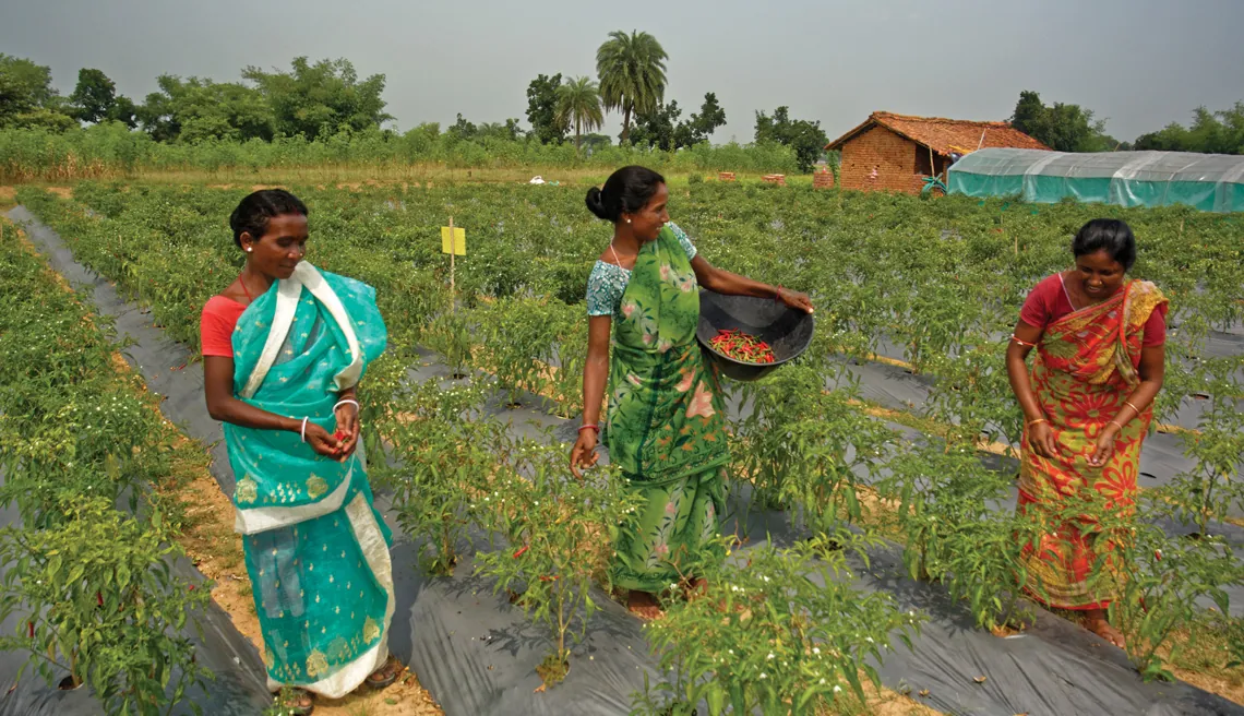 TThese women farmers from Palojori in Jharkhand’s Deoghar district were part of a social development programme run by Collectives for Integrated Livelihood Initiatives, an associate entity of the Tata Trusts
