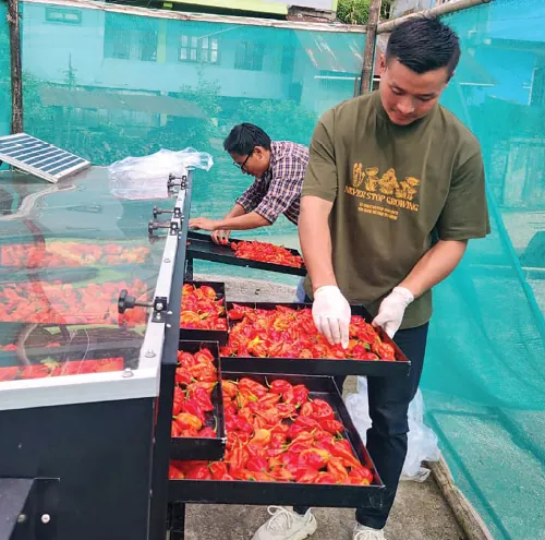 King chillies — one of the world’s hottest peppers and indigenous to Northeast India — being dried with the help of solar power at the Kade Cooperative Farmer-Producer Organisation’s facility in Kade village in Nagaland’s Phek district