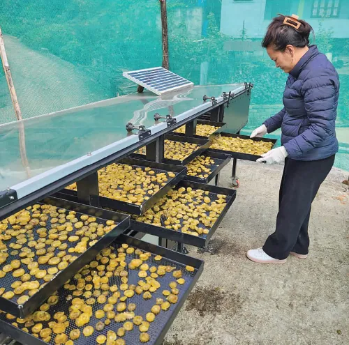 Kiwi fruit gets the solar-drying treatment (in preparation for packaging) at the Kade Cooperative FPO facility in Kade village in Nagaland’s Phek district