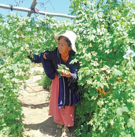 Vongtsushe in her bitter gourd field