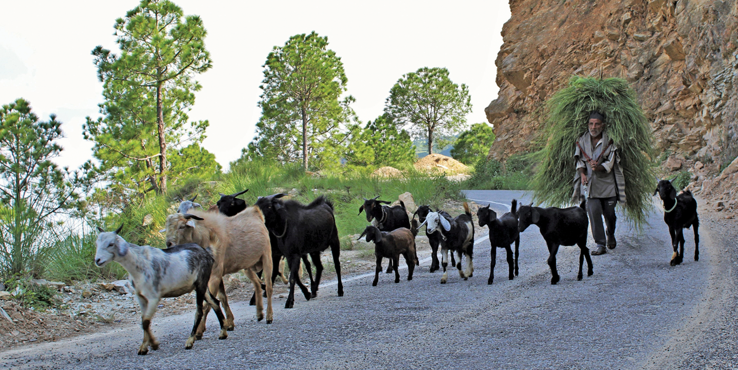 Breed improvement and better feeding practices have helped farmers improve herd health and their income from goat rearing