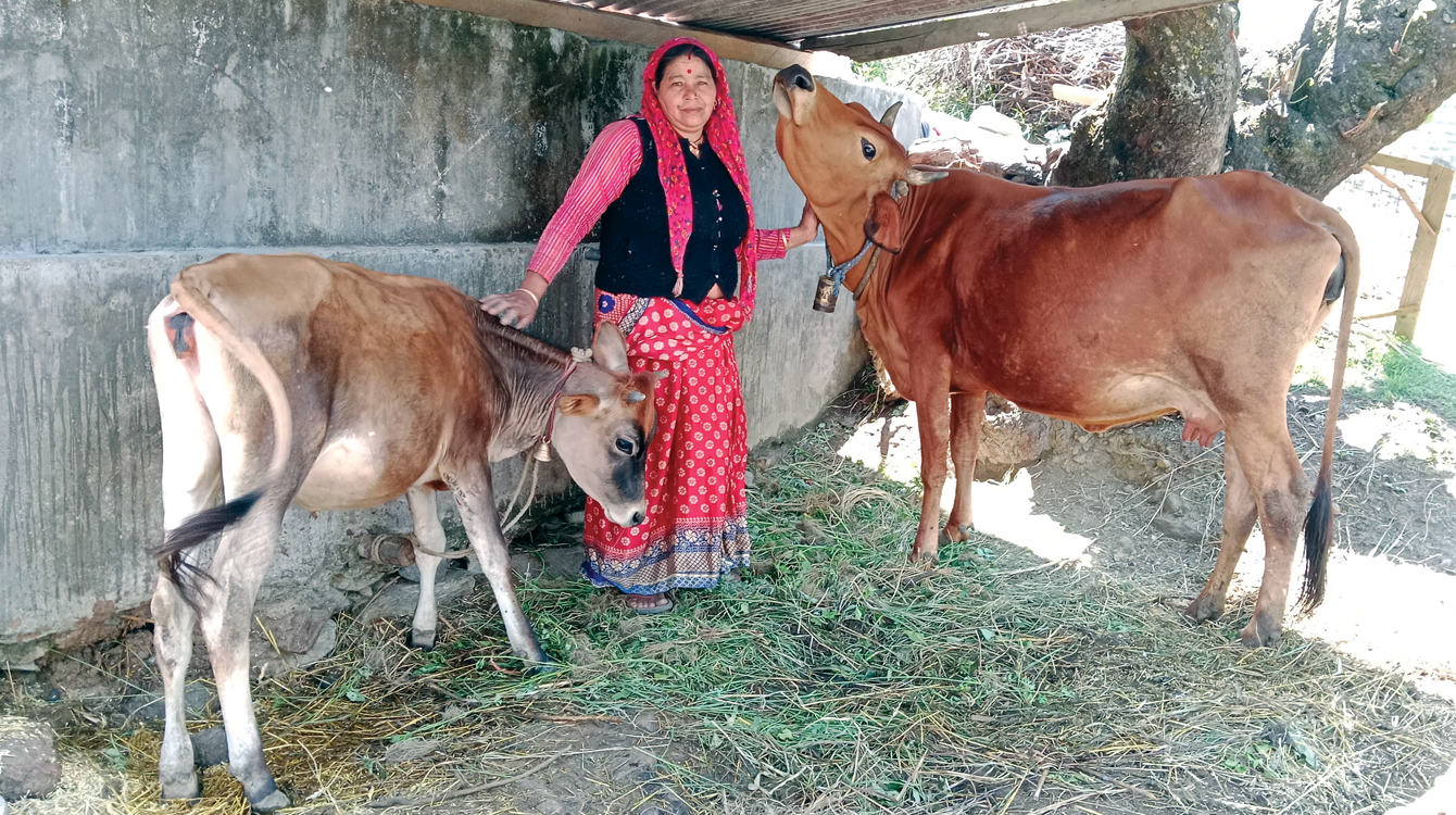 Deepa Devi from Rangtoli village in Chamoli district has learned to care for her cattle thanks to CHLI