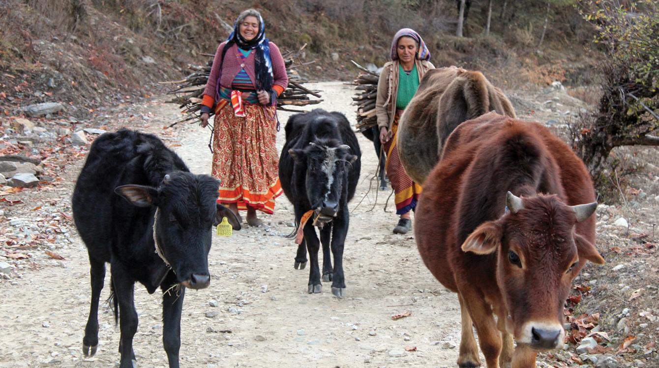 In villages close to Joshimath town in Chamoli district, women dairy farmers rear Badri cattle, a breed indigenous to the Himalayan region