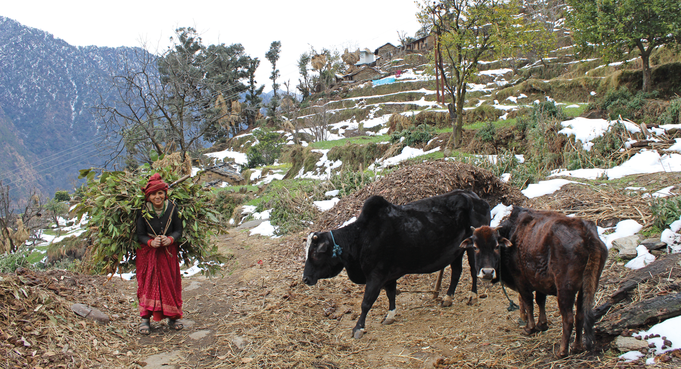 The slopes of Ukhimath in Uttarakhand’s Rudraprayag district show why open grazing means hours of labour for women farmers