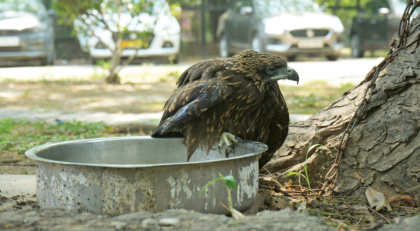 This black kite, rescued in Delhi from dehydration, was returned to the wild