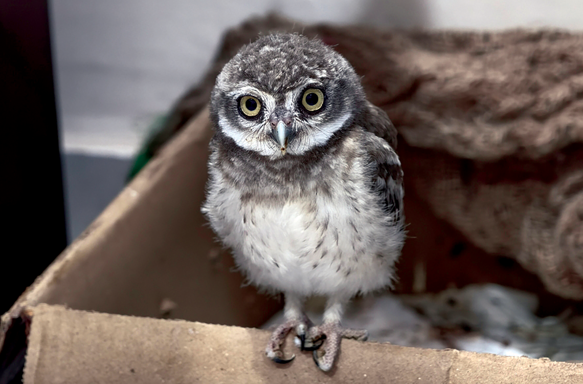 This spotted owlet, who fell from a tree due to dehydration in Agra this June, was rescued and later released in a suitable habitat